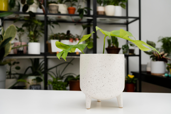 Ceramic Planters