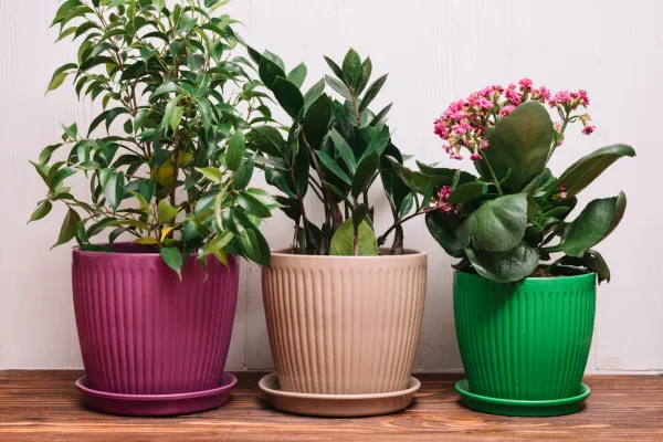Plastic Planters