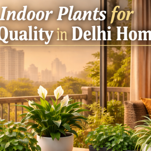 🌿 Indoor Plants for Air Quality in Delhi Homes: How I Improved My Family’s Health During Delhi’s Pollution Crisis