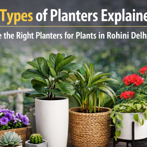 Different Types of Planters Explained: How to Choose the Right Planters for Plants in Rohini Delhi