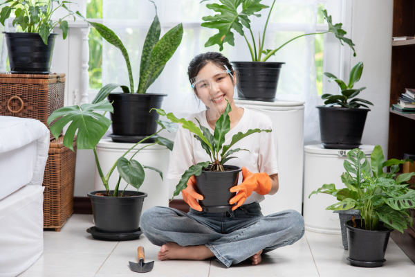 My Personal Research: Do Indoor Plants Really Improve Air Quality?