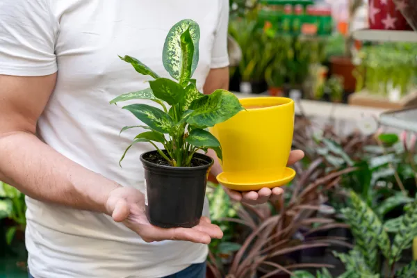 📏 Planter Size & Depth: Why It Matters More Than You Think