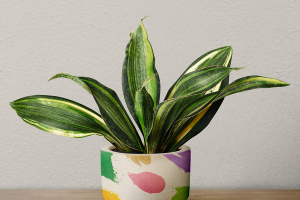 Snake Plant – The Night Oxygen Hero