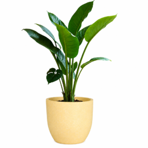 Pluto Planter 15 inch