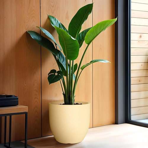 Pluto Planter