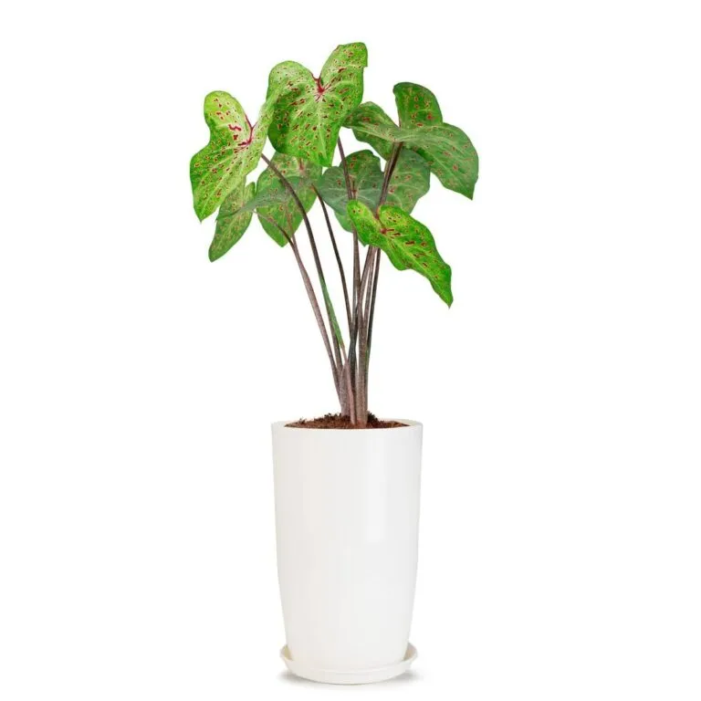 14 inch tower plastic flower pot with tray